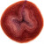 RICO ESSENTIALS SUPER KID MOHAIR SILK COLOURLOVE BEERE
